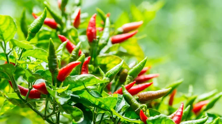 Manfaat Cabe untuk Saluran Pencernaan