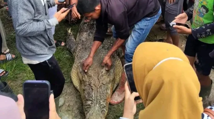 Warga Simeulue Tewas Diterkam Buaya, FJL Desak DKP Bertindak