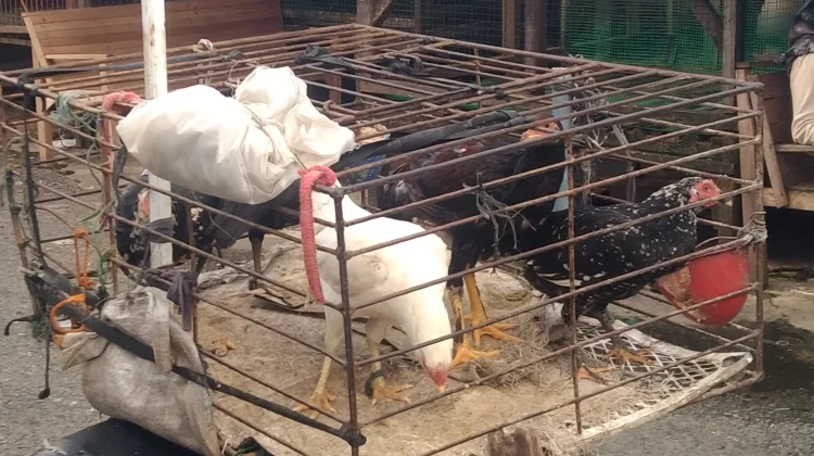 Harga Ayam Kampung di Meulaboh Melonjak, Stok Semakin Langka