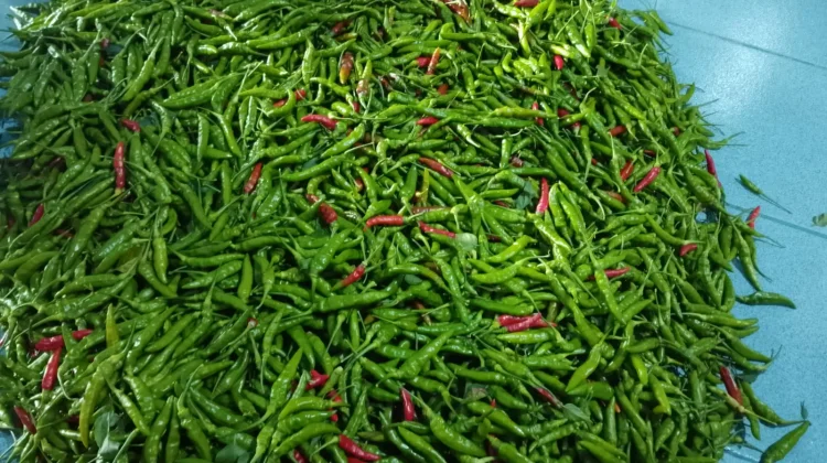 Harga Cabai Rawit Meulaboh Tembus Lima Puluh Ribu