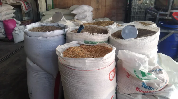 Harga Jagung Pipilan Meulaboh Stabil Selama Ramadhan