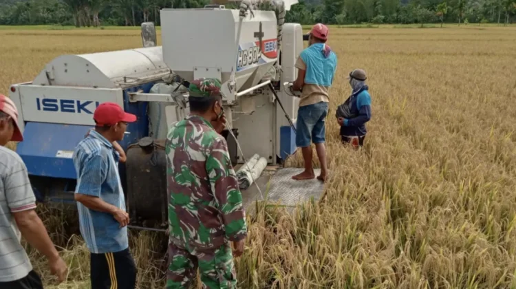 Babinsa Kodim 0110 /Abdya Dampingi Petani Panen Padi