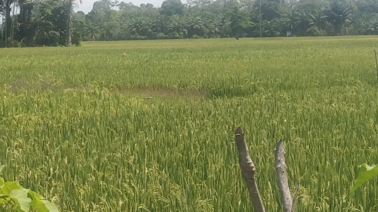 Padi Pasi Jumpa Terancam Gagal Capai Target Panen