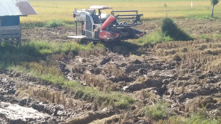 Panen Perdana Padi di Gampong Darat Meureubo, Hasil Belum Capai Target