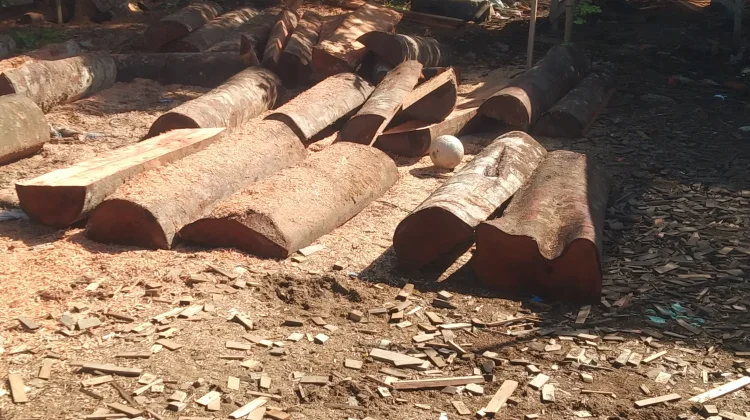 Kelangkaan Kayu Olahan Hambat Produksi Perabot di Desa Lapang