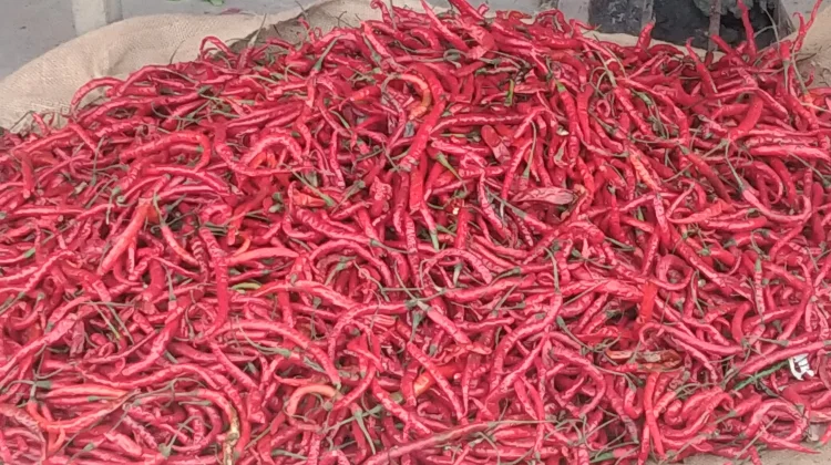 Harga Cabai Merah Besar di Pasar Bina Usaha Meulaboh Capai Rp40 Ribu per Kilogram