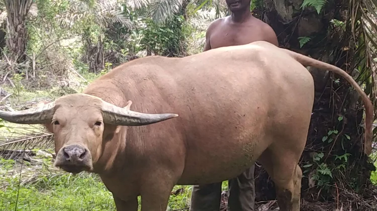 Populasi Kerbau Jantan di Aceh Barat Menipis, Permintaan Daging Terus Meningkat