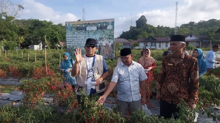 Bupati Simeulue Panen Perdana Cabai di Kebun Demplot Pemda