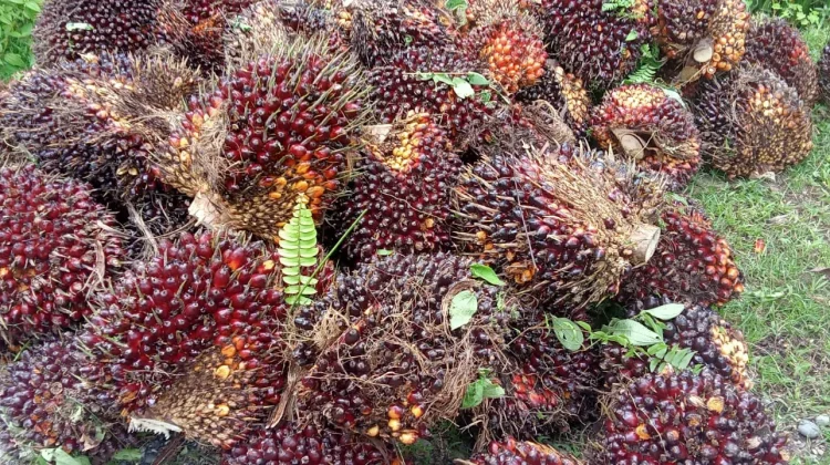 Harga Sawit Petani Nagan Raya Masih Rendah, Produksi Buah Menurun