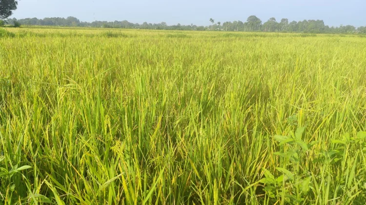 Gagal Panen Hantui Sebagian Petani Lahan Tadah Hujan
