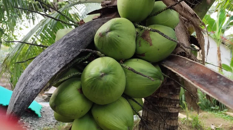 Kelapa Muda langsung Dari Pohon Paling Dicari saat Berbuka