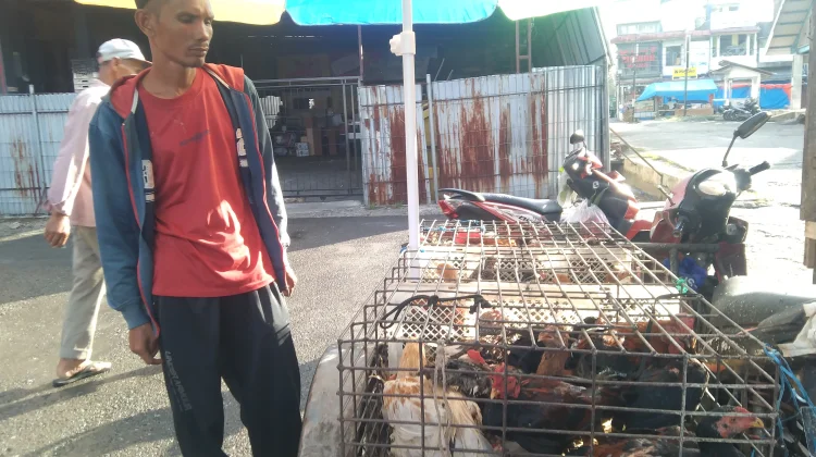 Permintaan Ayam Kampung di Meulaboh Meningkat jelang Idulfitri