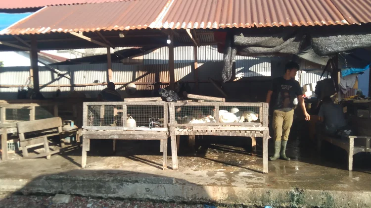 Permintaan Ayam Potong di Meulaboh Meningkat jelang Lebaran, Pasokan Menipis