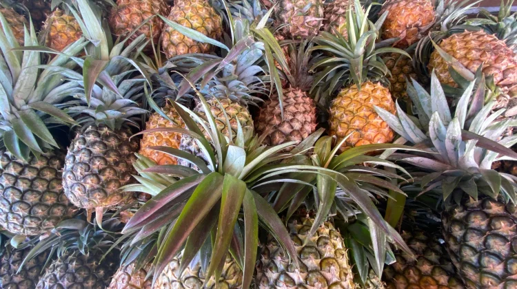 Lawan Cuaca Panas Ekstrem dengan Nanas Buah Tropis Kaya Manfaat