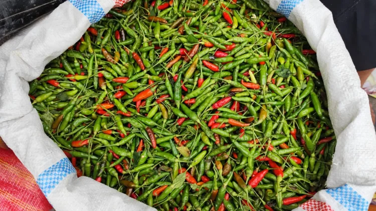 Pasokan Takengon Melimpah, Harga Cabai Turun di Meulaboh