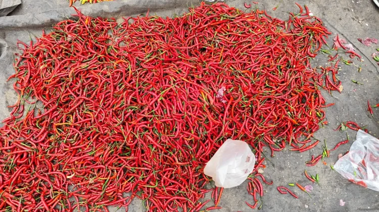 Pasokan Takengon Melimpah, Harga Cabai Turun di Meulaboh