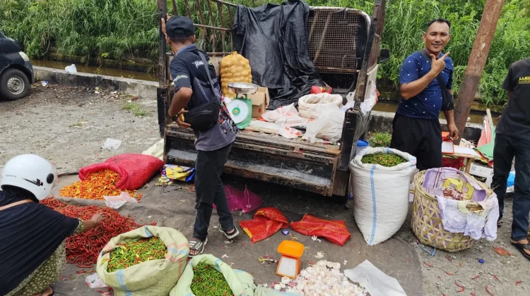 Pasokan Takengon Melimpah, Harga Cabai Turun di Meulaboh
