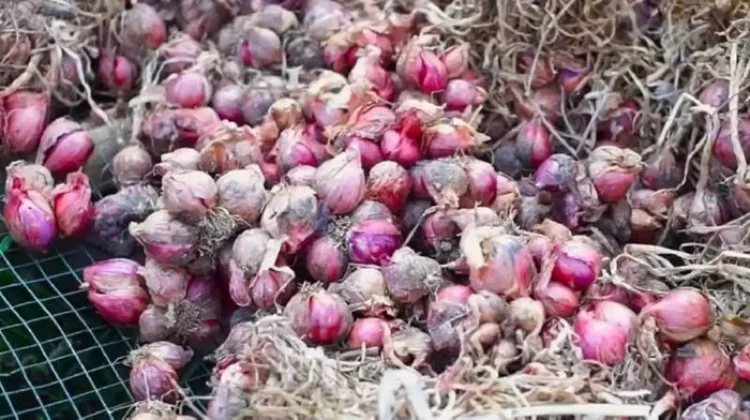 Provinsi Aceh Alami Deflasi 0,24 Persen pada Februari