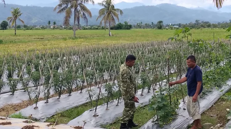 Babinsa Apresiasi Petani Cabai Manfaatkan Lahan Kosong Jadi Produktif