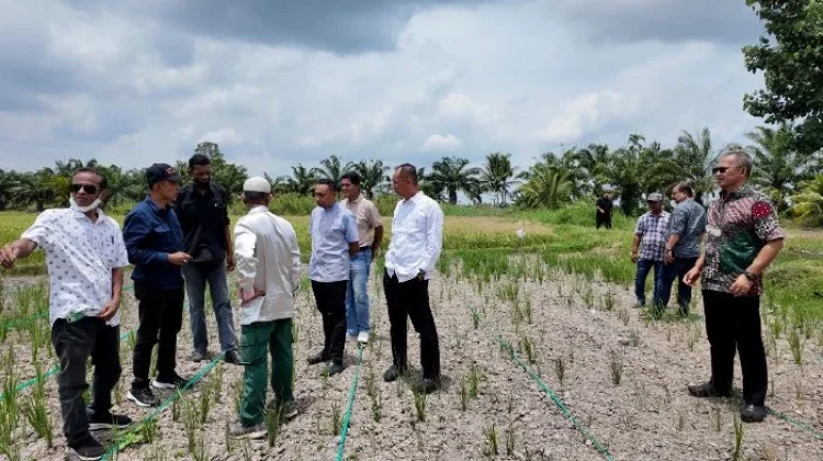 Plt Kadistanbun Aceh Tinjau Padi Gogo di Aceh Utara