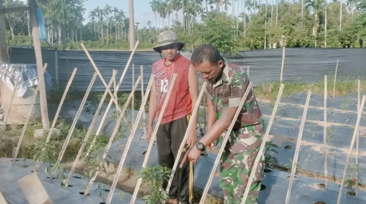 Babinsa Koramil Blangpidie Dampingi Petani Tanaman Cabe