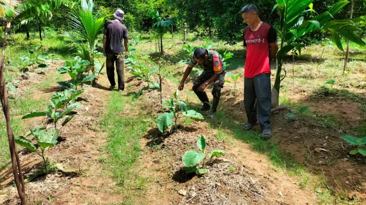 Babinsa Kodim 0110/Abdya Komsos Dengan Petani