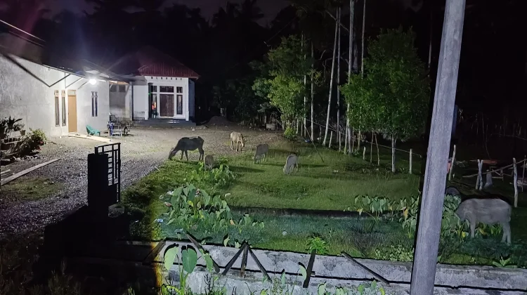 Pencurian Ternak Marak di Kaway XVI, Warga Diminta Tingkatkan Kewaspadaan