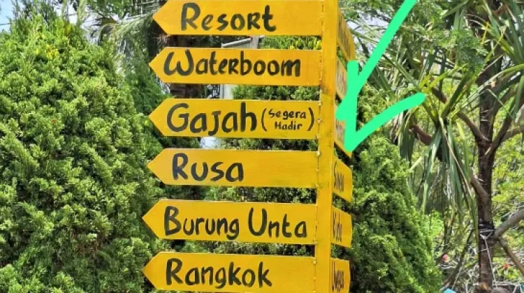 Respon Isu Pemindahan Gajah ke Kebun Binatang, JGN: Sebaiknya Tidak Dilakukan