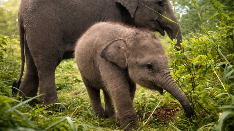 Kemenhut Bantah Isu Pemindahan Gajah, JGN Soroti Dampak Kesejahteraan Satwa