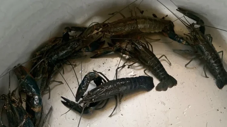 Budidaya Lobster Air Tawar Berpotensi Tingkatkan Ekonomi dan Ketahanan Pangan