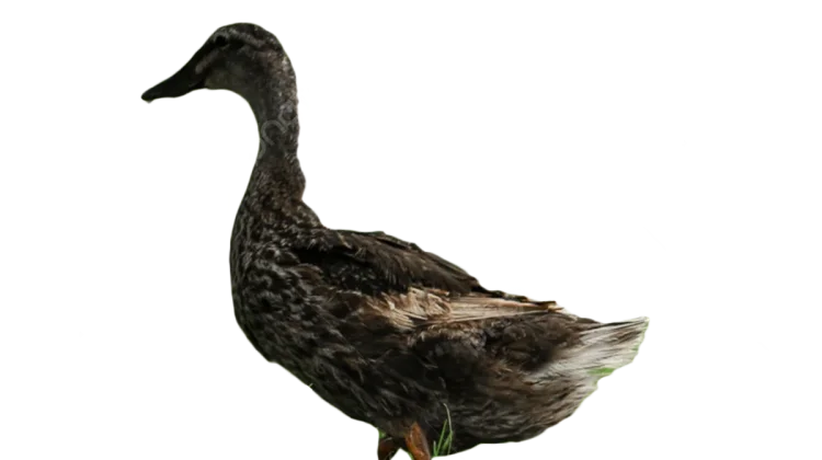 Rahasia Lezat Daging Bebek Air untuk Kesehatan Tubuh