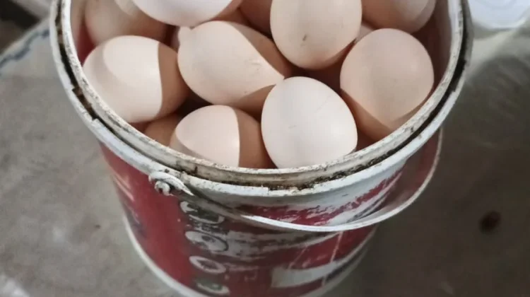 Bisnis Telur Ayam Kampung Dinilai Menjanjikan di Aceh Barat