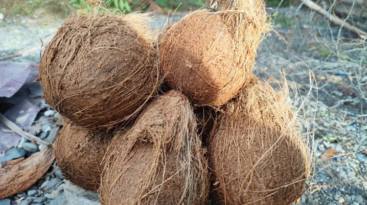 Kelapa Tua Jadi Primadona, Harganya Kian Menyala