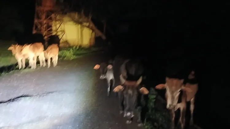 Warga Keluhkan Ternak Berkeliaran Pada Malam Hari
