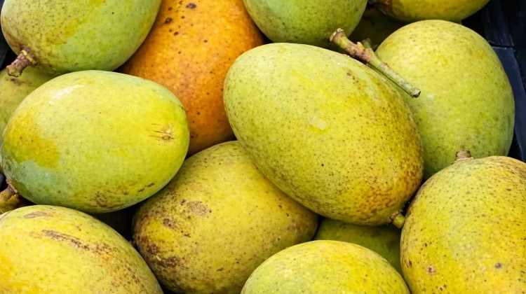 Manfaat Buah Mangga bagi Kesehatan, Kaya Nutrisi dan Baik untuk Tubuh