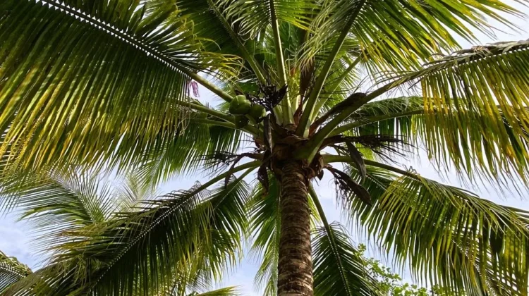 Manfaat Kelapa dari Buah hingga Daunnya, Kaya Nutrisi dan Serbaguna