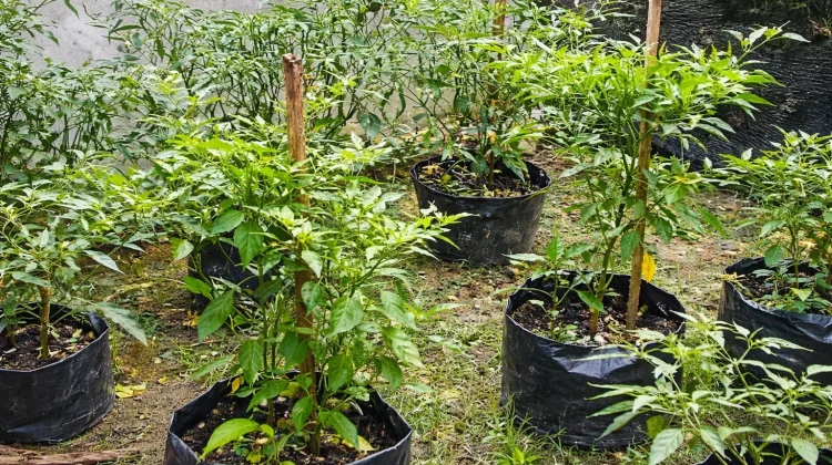Tips Menanam Cabai di Rumah bagi Pemula, Mudah dan Bisa Panen Sendiri