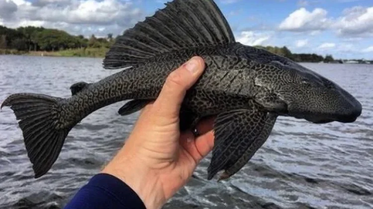 Ikan Sapu-Sapu Ancam Ekosistem Perairan, Ini Penjelasan Ilmiahnya
