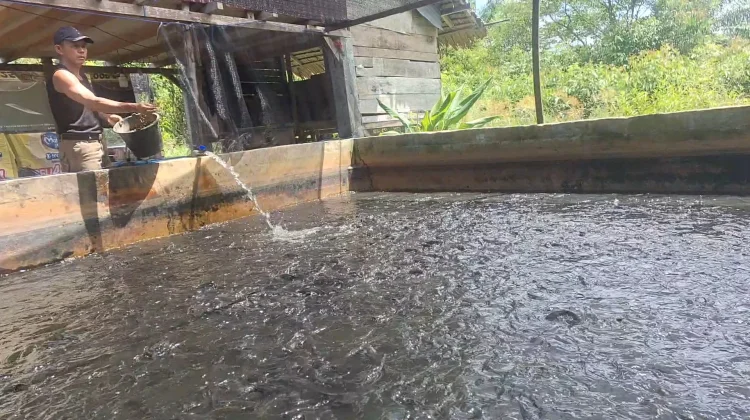 Budidaya Lele Kolam Terpal di Aceh Barat, Hasilkan 2 Ton Ikan Per Bulan