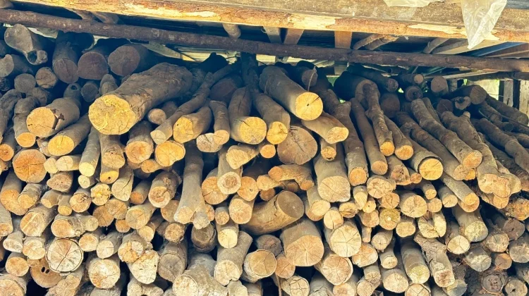 Kayu Bakar Masih Jadi Andalan Ibu Rumah Tangga