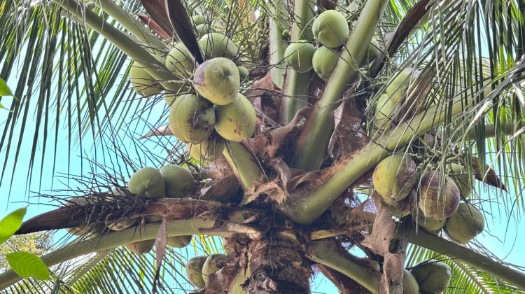 Air Kelapa Muda, Solusi Alami Jaga Hidrasi dan Kesehatan
