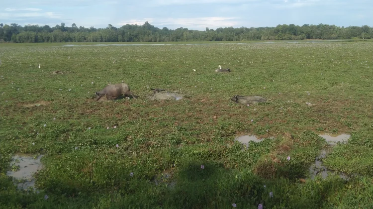 Permukaan Danau Geunang Geudong Surut