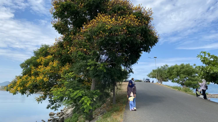 Pohon Jeju Viral di Ulee Lheue, Kian diminati Wisatawan