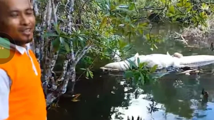 Beredar Video Buaya Mati Terapung di Sungai di Simeulue