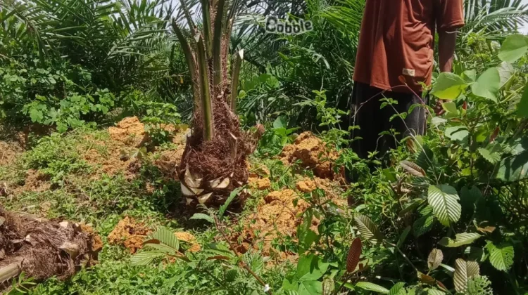 Petani Sawit Pemula di Aceh Barat Resah Diserang Satwa Liar