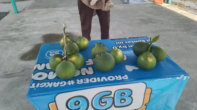 Buah Sangkis Kian Langka, Jejak Transmigrasi di Aceh Barat Tinggal Kenangan