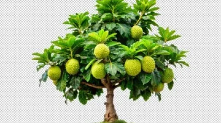 Rahasia Tersembunyi Dari Buah Sukun untuk Pria dan Wanita