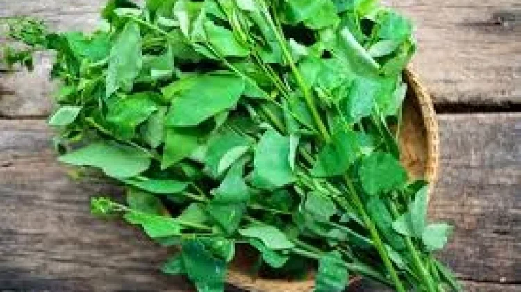 Daun Katuk Si Hijau Tropis Penunjang Kesehatan Pria