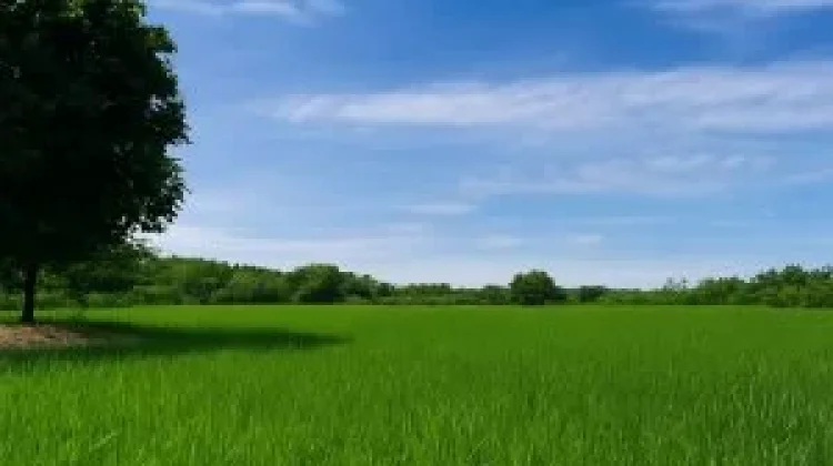 Pemerintah Aceh Rehabilitasi dan Rekonstruksi Lahan Sawah Pasca Bencana
