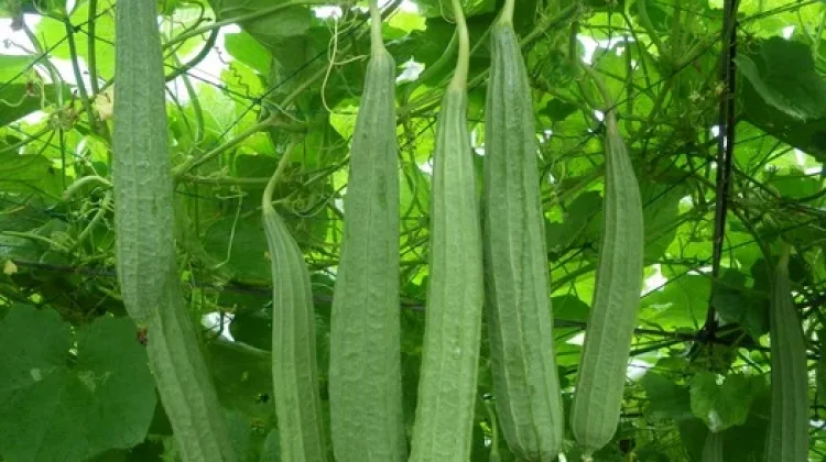 Khasiat Oyong untuk Kesehatan Pria